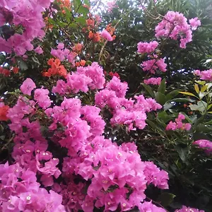 https://mar-de-flores.in-canary-islands.com